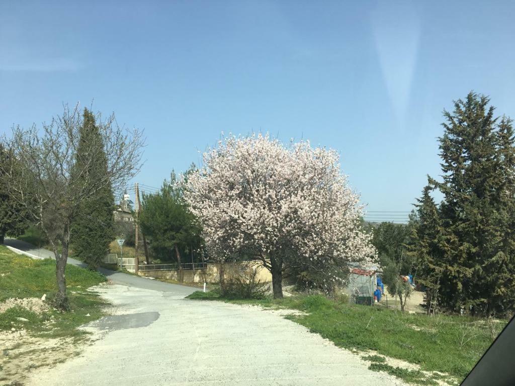 Haven Villa Limasol Dış mekan fotoğraf